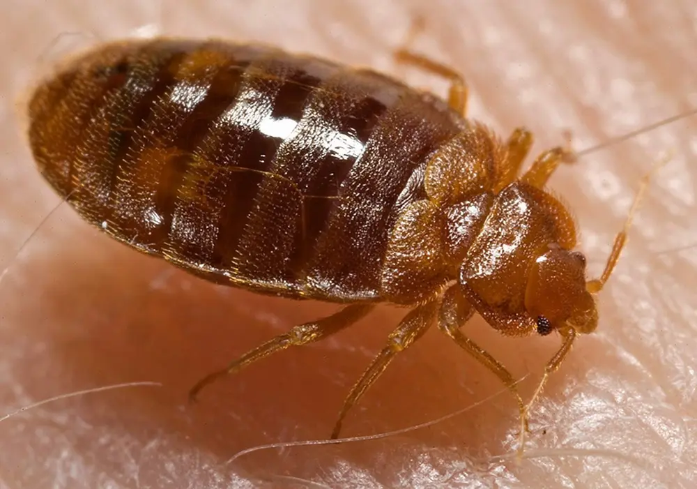 Close-up of a bed bug, about the size of an apple seed