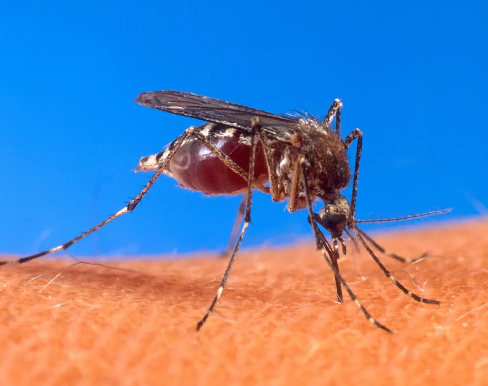 Aedes aegypti mosquito biting a person's skin