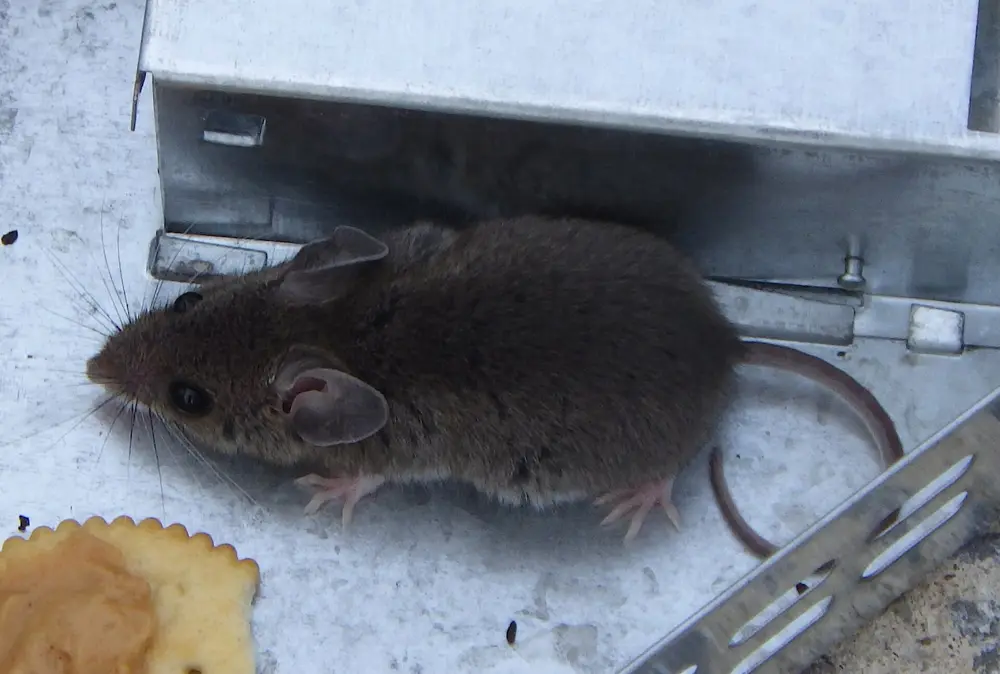 House mouse, the most common rodent in El Paso garages and kitchens