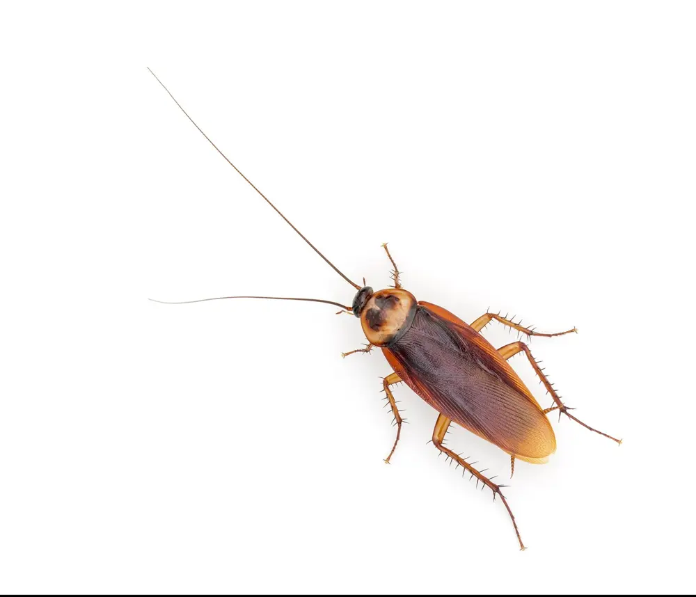 American cockroach, a large reddish roach common in El Paso drains and garages