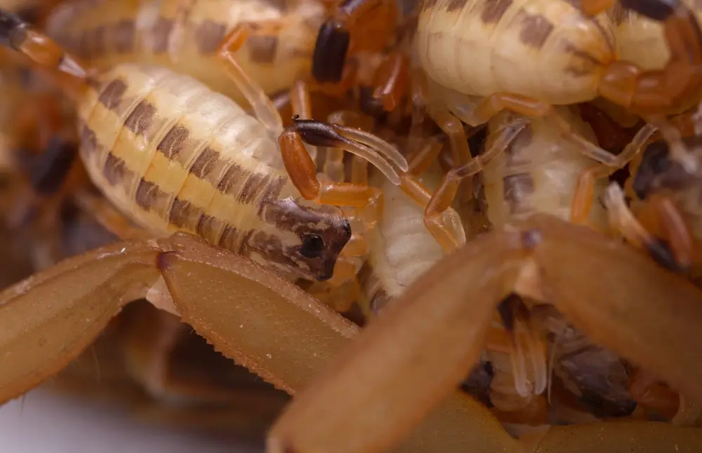 Striped bark scorpion, the most common scorpion in El Paso homes