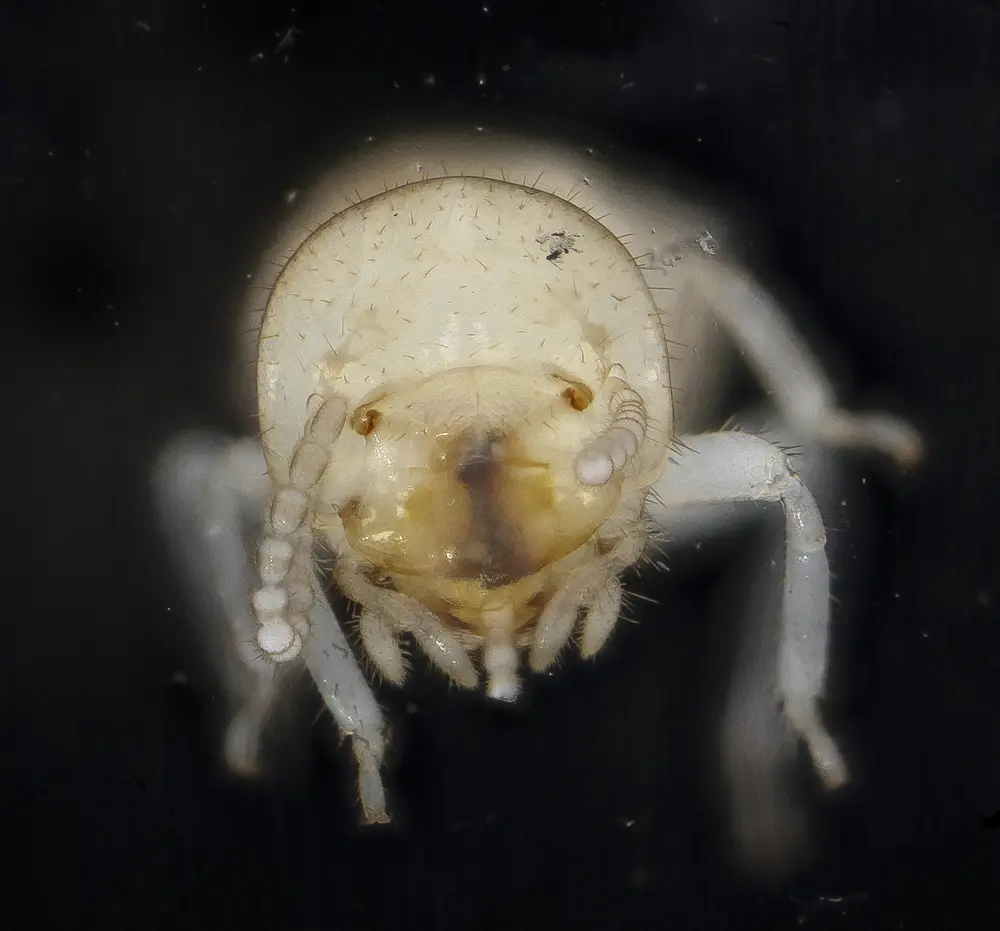 Close-up of a subterranean termite worker, the type that damages El Paso homes